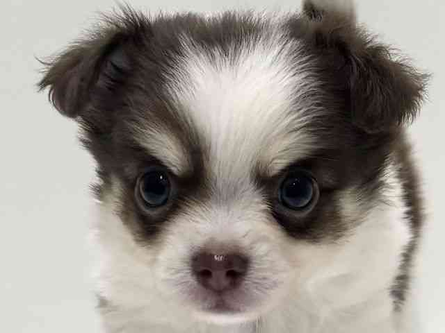 愛知県のチワワ(ロング) (ひごペットフレンドリーららぽーと名古屋みなとアクルス店/2025年9月27日生まれ/男の子/チョコレートクリームホワイト)の子犬の1枚目の画像