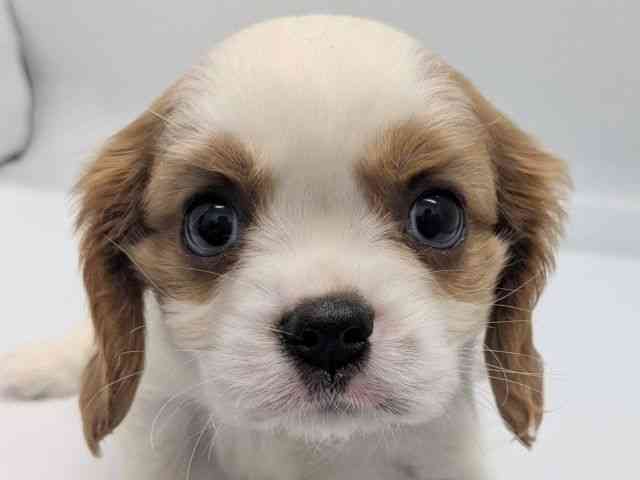 京都府のキャバリアキングチャールズスパニエル (ひごペットフレンドリー京都店/2025年9月27日生まれ/男の子/ブレンハイム)の子犬の1枚目の画像