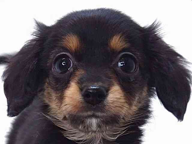 大阪府のチワックス(チワワ×ダックス) (ひごペットフレンドリーいこらもーる泉佐野店/2025年9月26日生まれ/男の子/ブラックタン)の子犬