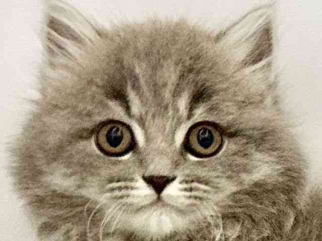 大阪府のスコティッシュフォールド (ひごペットフレンドリー東淀川店/2025年9月27日生まれ/女の子/ブルータビー)の子猫の1枚目の画像