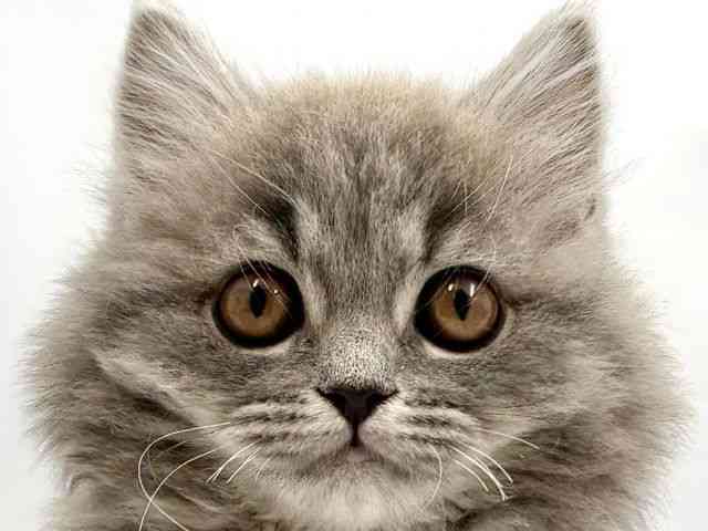 大阪府のスコティッシュフォールド (ひごペットフレンドリー東淀川店/2025年9月27日生まれ/女の子/ブルータビー)の子猫の1枚目の画像