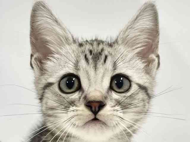 高知県のアメリカンショートヘアー (ひごペットフレンドリーイオンモール高知店/2025年9月27日生まれ/男の子/シルバータビー)の子猫の1枚目の画像