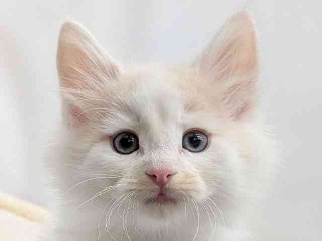 広島県のノルウェージャンフォレストキャット (ひごペットフレンドリーゆめタウン廿日市店/2025年9月27日生まれ/男の子/クリームタビーホワイト)の子猫の1枚目の画像