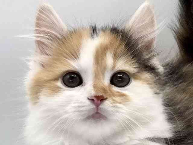 愛知県のマンチカン (ひごペットフレンドリープライムツリー赤池店/2025年9月24日生まれ/女の子/シルバーパッチドタビーホワイト)の子猫の1枚目の画像