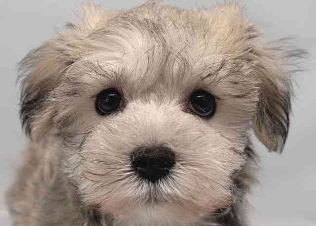 鳥取県のシュナマル/マルシュナ(シュナウザー×マルチーズ) (ひごペットフレンドリーイオンモール鳥取北店/2025年9月27日生まれ/女の子/クリーム)の子犬の1枚目の画像