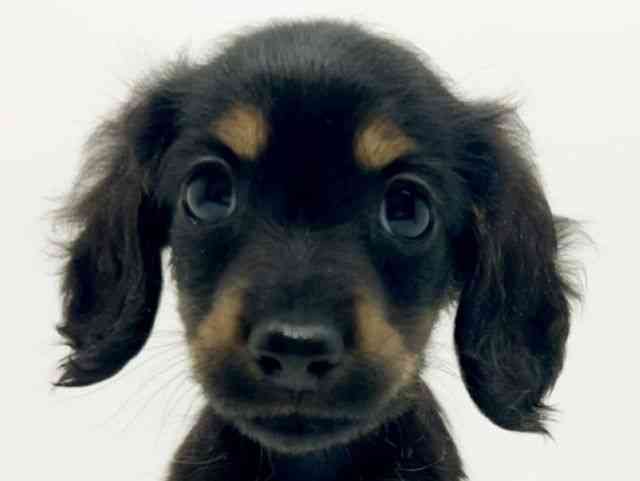 広島県のカニンヘンダックスフンド(ロング) (ひごペットフレンドリーフジグラン神辺店/2025年9月27日生まれ/男の子/ブラックタン)の子犬の1枚目の画像