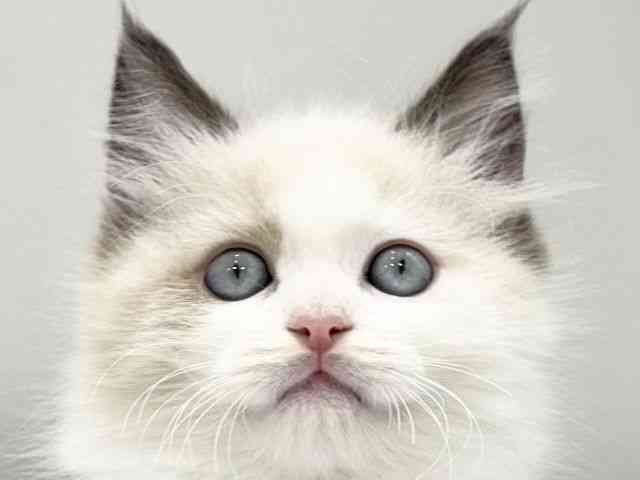 大阪府のラグドール (ひごペットフレンドリーイオンタウン豊中庄内店/2025年9月27日生まれ/男の子/シールポイントバイカラー)の子猫の1枚目の画像