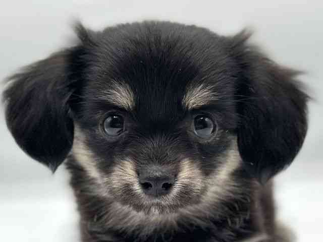 香川県のチワックス(チワワ×ダックス) (ひごペットフレンドリーゆめタウン高松店/2025年9月27日生まれ/女の子/ブラックタン)の子犬