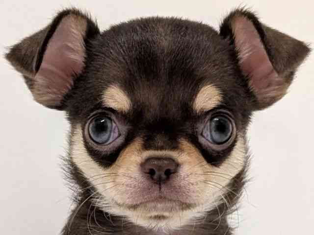 福岡県のチワワ(スムース) (ひごペットフレンドリーリバーウォーク北九州店/2025年9月28日生まれ/女の子/チョコレートタン)の子犬の1枚目の画像