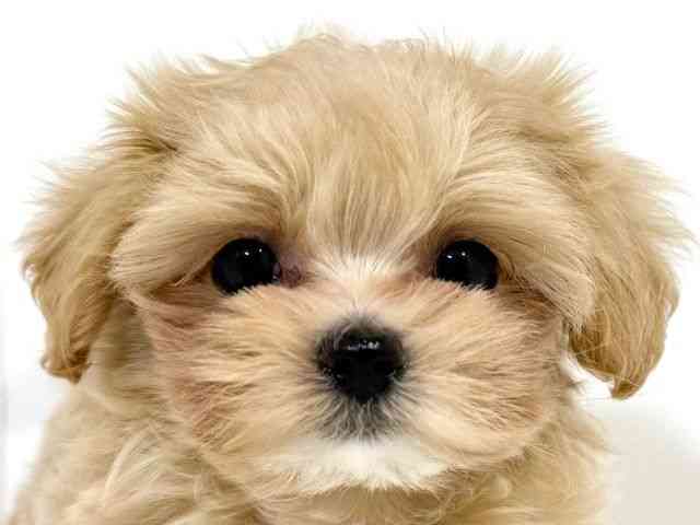 兵庫県のマルプー(マルチーズ×プードル) (ひごペットフレンドリーイトーヨーカドー明石店/2025年9月24日生まれ/男の子/クリーム)の子犬