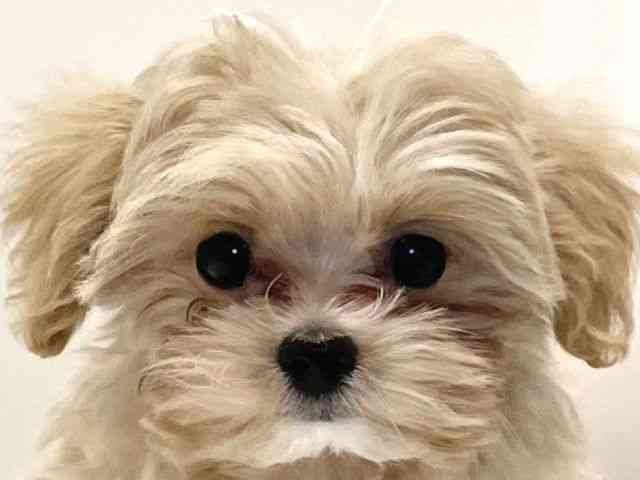 兵庫県のマルプー(マルチーズ×プードル) (ひごペットフレンドリーイトーヨーカドー明石店/2025年9月24日生まれ/男の子/クリーム)の子犬の1枚目の画像