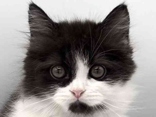 愛知県のスコティッシュフォールド (ひごペットフレンドリープライムツリー赤池店/2025年9月24日生まれ/男の子/ブラックホワイト)の子猫の1枚目の画像