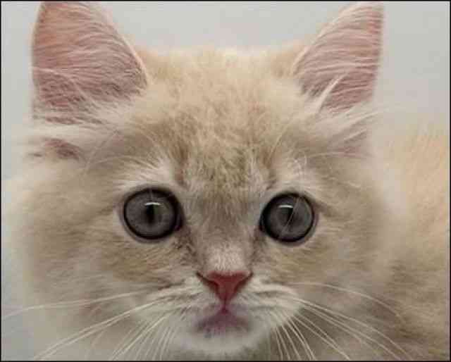 徳島県のスコティッシュフォールド (ひごペットフレンドリーゆめタウン徳島店/2025年9月24日生まれ/男の子/クリームタビー)の子猫