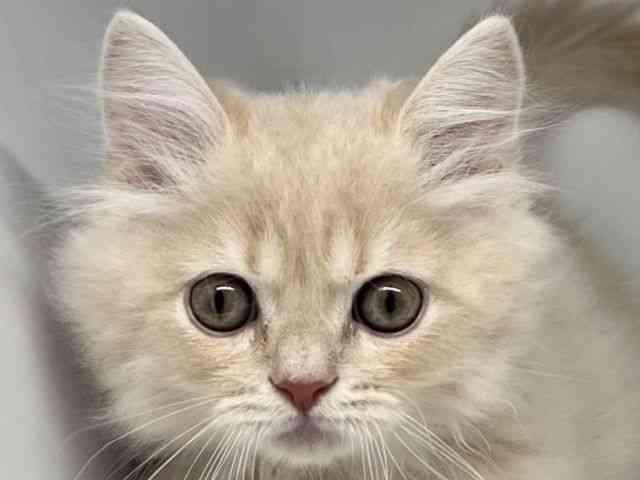 徳島県のスコティッシュフォールド (ひごペットフレンドリーゆめタウン徳島店/2025年9月24日生まれ/男の子/クリームタビー)の子猫の1枚目の画像