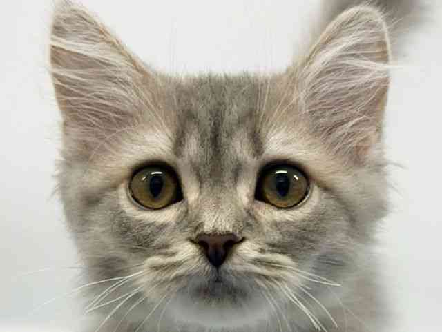 大阪府のスコティッシュフォールド (ひごペットフレンドリーイオンタウン豊中庄内店/2025年9月28日生まれ/男の子/ブルータビー)の子猫の1枚目の画像