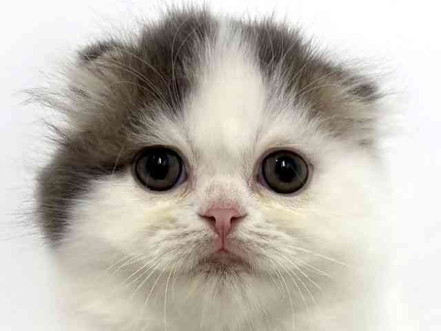 大阪府のスコティッシュフォールド (ひごペットフレンドリーベルファⅡ都島店/2025年9月21日生まれ/男の子/ブルータビーホワイト)の子猫