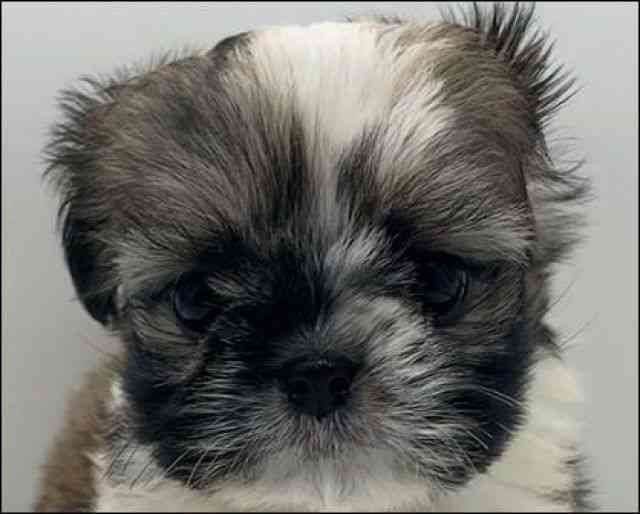 徳島県のチワズー/チワシーズ(チワワ×シーズー) (ひごペットフレンドリーゆめタウン徳島店/2025年9月27日生まれ/男の子/ホワイトゴールド)の子犬