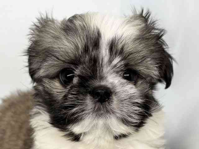 徳島県のチワズー/チワシーズ(チワワ×シーズー) (ひごペットフレンドリーゆめタウン徳島店/2025年9月27日生まれ/男の子/ホワイトゴールド)の子犬の1枚目の画像