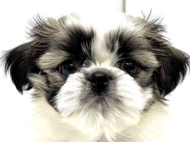 大阪府のチワズー/チワシーズ(チワワ×シーズー) (ひごペットフレンドリーイオンタウン茨木太田店/2025年9月27日生まれ/男の子/ゴールドホワイト)の子犬の1枚目の画像