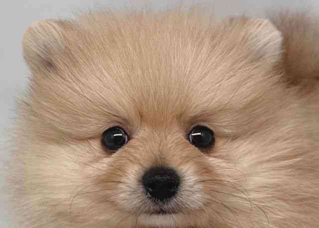 鳥取県のポメラニアン (ひごペットフレンドリーイオンモール鳥取北店/2025年9月27日生まれ/男の子/ウルフセーブル)の子犬の1枚目の画像