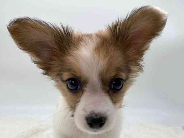 島根県のパピチー/チワパピ(パピヨン×チワワ) (ひごペットフレンドリーイオンモール出雲店/2025年9月28日生まれ/女の子/ホワイトレッド)の子犬の1枚目の画像