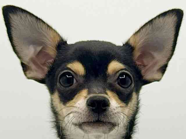 大阪府のチワワ(スムース) (ひごペットフレンドリーみのおキューズモール店/2025年9月26日生まれ/女の子/ブラックタン)の子犬の1枚目の画像