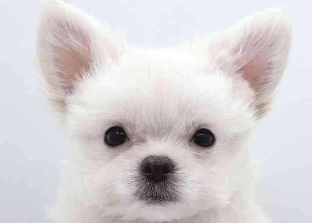 島根県のチワマル/マルチワ(チワワ×マルチーズ) (ひごペットフレンドリーイオン松江ショッピングセンター店/2025年9月27日生まれ/男の子/ホワイト)の子犬の1枚目の画像