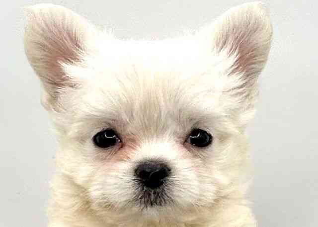 島根県のチワマル/マルチワ(チワワ×マルチーズ) (ひごペットフレンドリーイオン松江ショッピングセンター店/2025年9月27日生まれ/男の子/ホワイト)の子犬の1枚目の画像