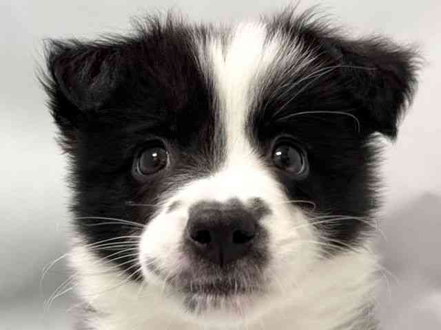 大阪府のボーダーコリー (ひごペットフレンドリー堺プラットプラット店/2025年9月28日生まれ/男の子/ブラックホワイト)の子犬の1枚目の画像