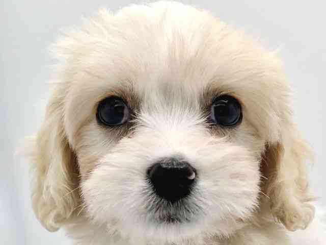 大阪府のハーフ犬・ミックス犬 (ひごペットフレンドリーイトーヨーカドー津久野店/2025年9月26日生まれ/女の子/ホワイトクリーム)の子犬の1枚目の画像