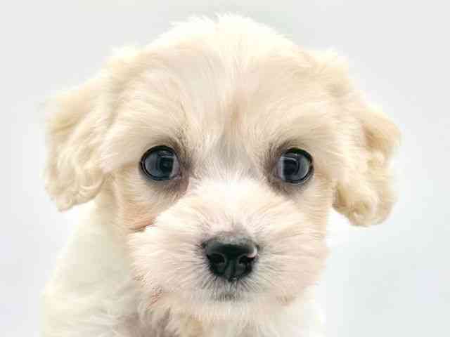 大阪府のハーフ犬・ミックス犬 (ひごペットフレンドリーイトーヨーカドー津久野店/2025年9月26日生まれ/女の子/ホワイトクリーム)の子犬