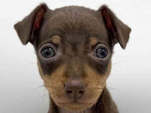 大阪府のミニチュアピンシャー (ひごペットフレンドリーららぽーとEXPOCITY店/2025年9月28日生まれ/男の子/チョコレートタン)の子犬