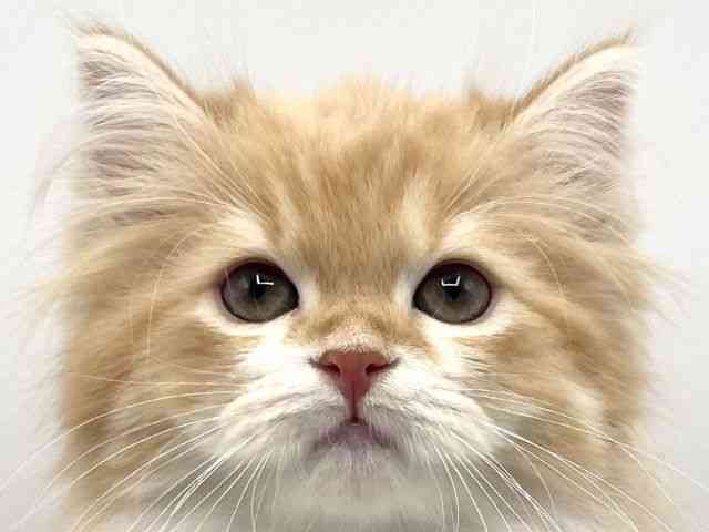 京都府のスコティッシュフォールド (ひごペットフレンドリーイオンモール高の原店/2025年9月28日生まれ/女の子/レッドタビーホワイト)の子猫