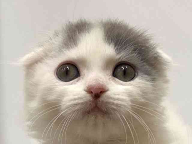 愛知県のスコティッシュフォールド (ひごペットフレンドリーヴィアモール アピタ江南西店/2025年9月24日生まれ/女の子/ブルータビーホワイト)の子猫の1枚目の画像