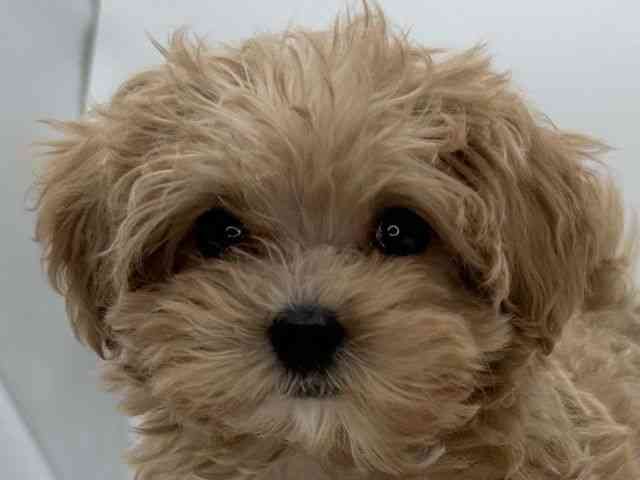 島根県のマルプー(マルチーズ×プードル) (ひごペットフレンドリーイオンモール出雲店/2025年9月26日生まれ/女の子/アプリコット)の子犬の1枚目の画像