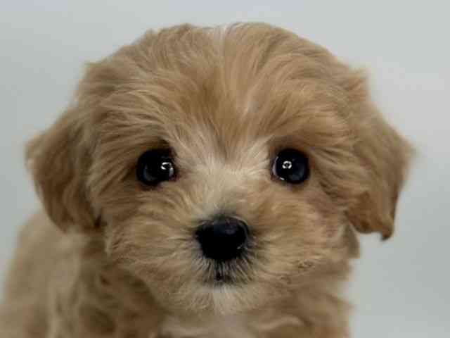 島根県のマルプー(マルチーズ×プードル) (ひごペットフレンドリーイオンモール出雲店/2025年9月26日生まれ/女の子/アプリコット)の子犬の1枚目の画像