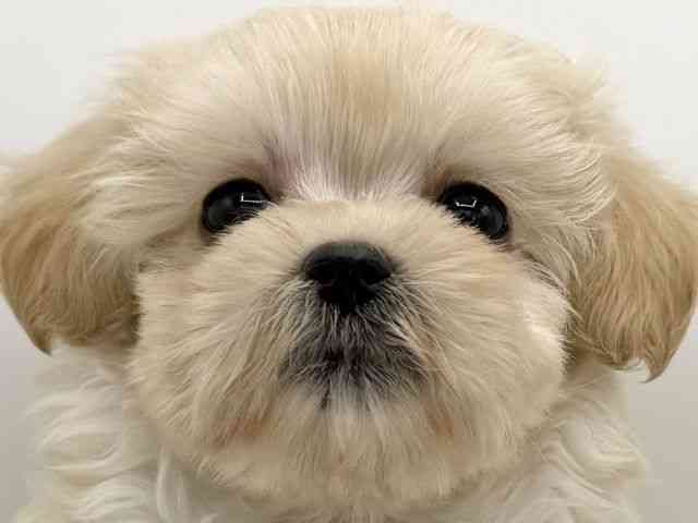 大阪府のマルプー(マルチーズ×プードル) (ひごペットフレンドリーららぽーとEXPOCITY店/2025年9月26日生まれ/女の子/クリーム)の子犬