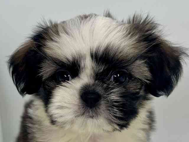 島根県のチワズー/チワシーズ(チワワ×シーズー) (ひごペットフレンドリーイオンモール出雲店/2025年9月27日生まれ/女の子/ホワイトゴールド)の子犬の1枚目の画像