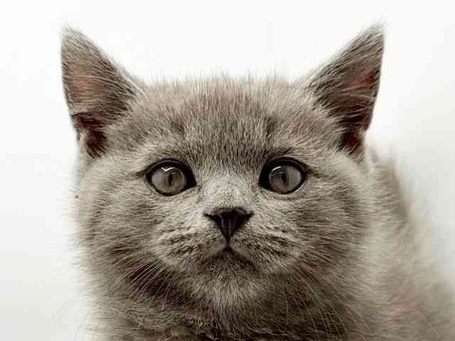 兵庫県のブリティッシュショートヘアー (ひごペットフレンドリーコロワ甲子園店/2025年9月28日生まれ/男の子/ブルー)の子猫の1枚目の画像