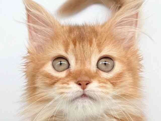 大阪府のソマリ (ひごペットフレンドリー瓜破店/2025年9月27日生まれ/女の子/レッド)の子猫