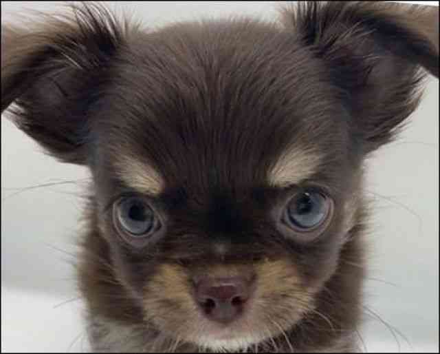 徳島県のチワワ(ロング) (ひごペットフレンドリーゆめタウン徳島店/2025年9月28日生まれ/男の子/チョコレートクリーム)の子犬