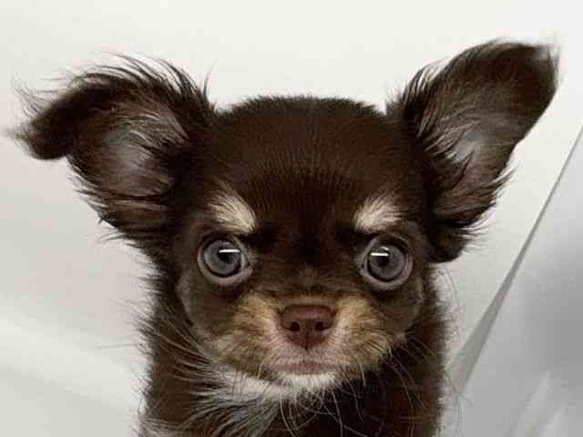 徳島県のチワワ(ロング) (ひごペットフレンドリーゆめタウン徳島店/2025年9月28日生まれ/男の子/チョコレートクリーム)の子犬の1枚目の画像