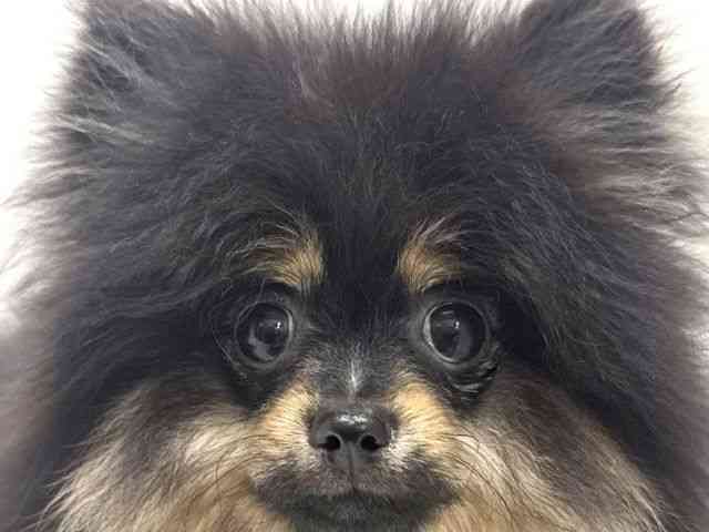 大阪府のポメラニアン (ひごペットフレンドリーくずはモール店/2025年9月28日生まれ/女の子/ブラックタン)の子犬の1枚目の画像