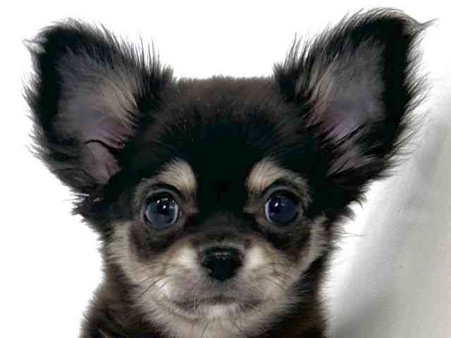 大阪府のチワワ(ロング) (ひごペットフレンドリーアクロスプラザ住之江店/2025年9月26日生まれ/女の子/ブラックタン)の子犬