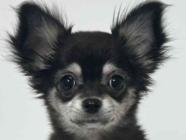 大阪府のチワワ(ロング) (ひごペットフレンドリーアクロスプラザ住之江店/2025年9月26日生まれ/女の子/ブラックタン)の子犬の1枚目の画像