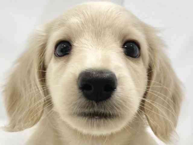 高知県のミニチュアダックスフンド(ロング) (ひごペットフレンドリーイオンモール高知店/2025年9月24日生まれ/男の子/イエロー)の子犬の1枚目の画像