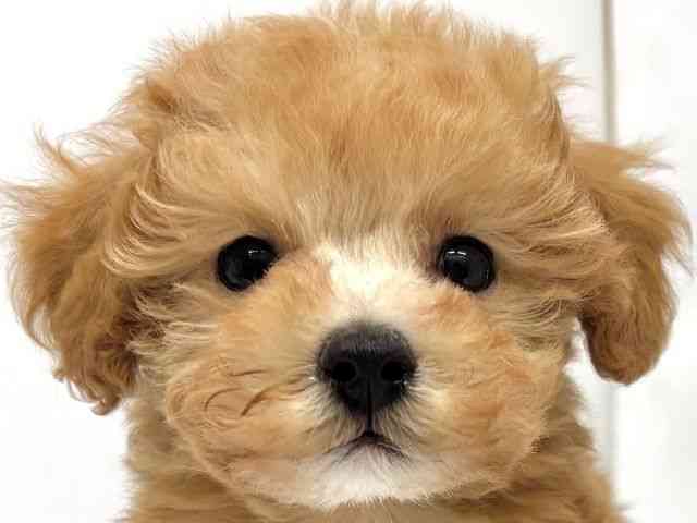 大阪府のトイプードル(トイ) (ひごペットフレンドリーイオンタウン茨木太田店/2025年9月28日生まれ/男の子/オレンジフォーン)の子犬の1枚目の画像