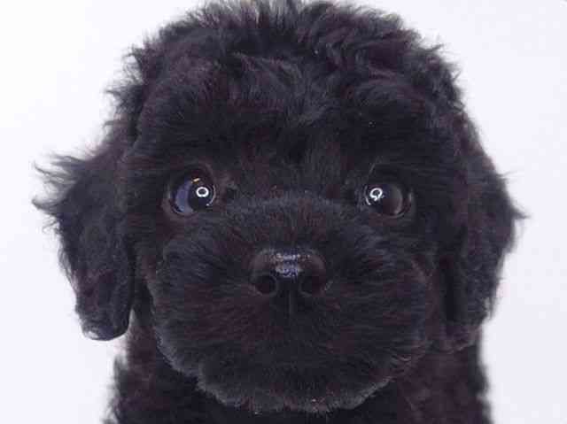 大阪府のトイプードル(トイ) (ひごペットフレンドリーいこらもーる泉佐野店/2025年9月28日生まれ/女の子/ブラック)の子犬の1枚目の画像