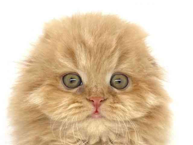 兵庫県のスコティッシュフォールド (ひごペットフレンドリーイオンタウン加古川店/2025年9月23日生まれ/女の子/レッドタビー)の子猫