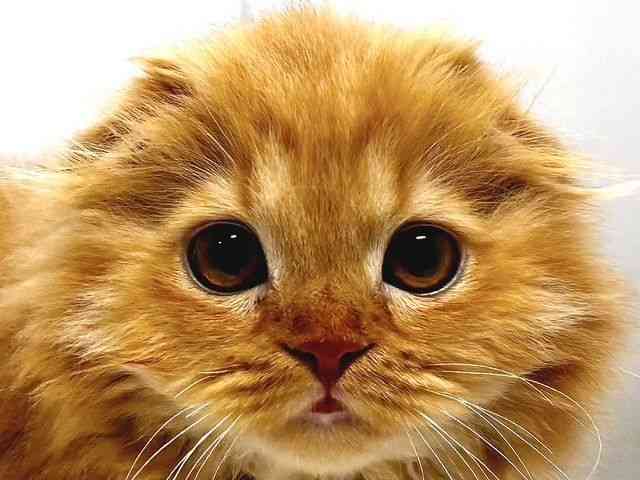 奈良県のスコティッシュフォールド (ひごペットフレンドリー奈良パワーシティ店/2025年9月23日生まれ/女の子/レッドタビー)の子猫の1枚目の画像